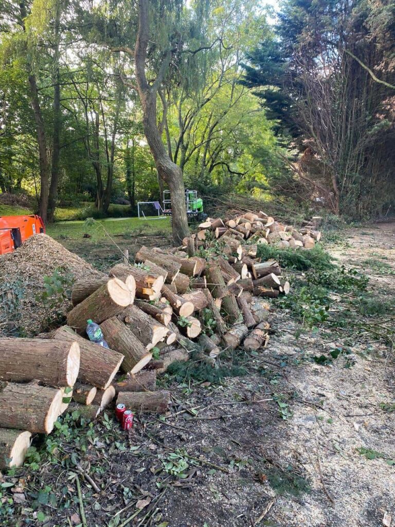 This is a photo of a wood area which is having multiple trees removed. The trees have been cut up into logs and are stacked in a row. Sandy Tree Surgeons